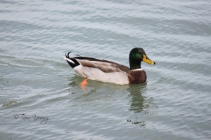 duckswim